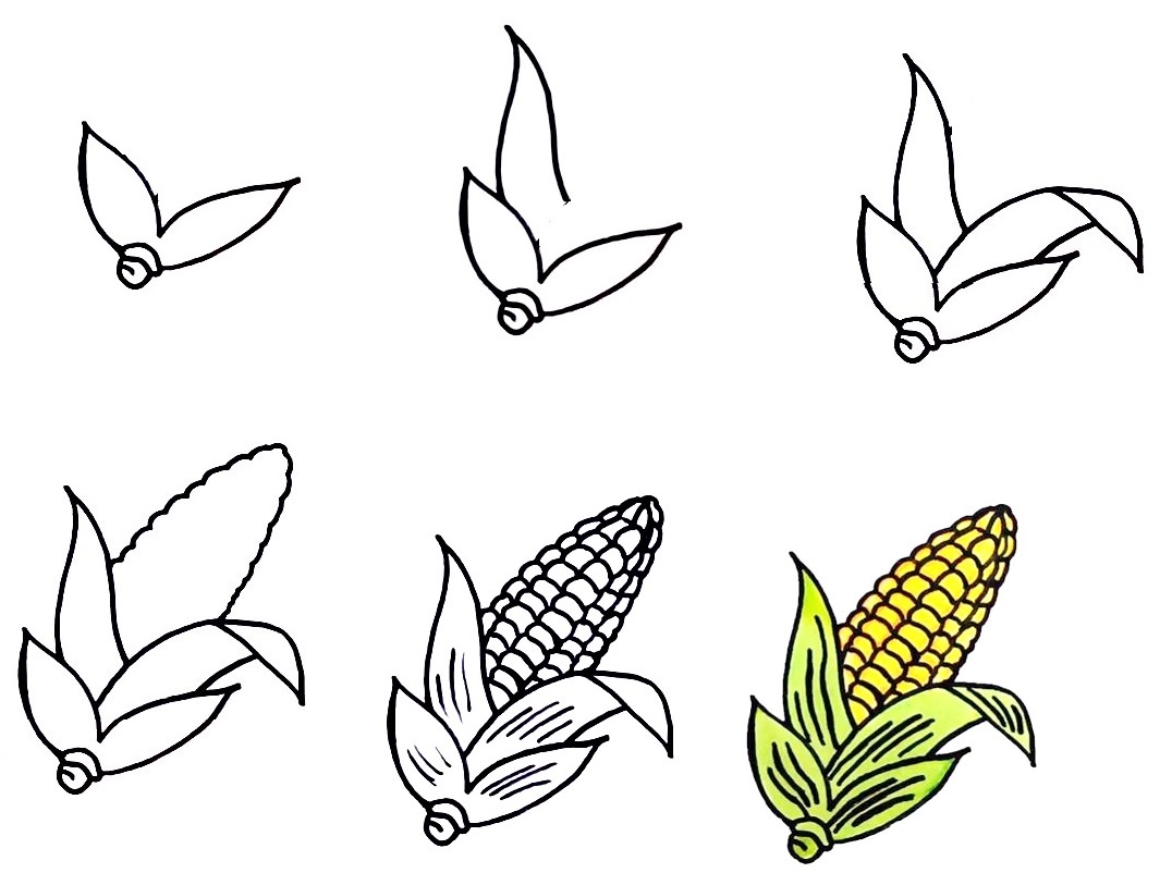 how to draw corn