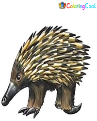 Echidna Drawing Is Complete In 9 Easy Steps Coloring Page