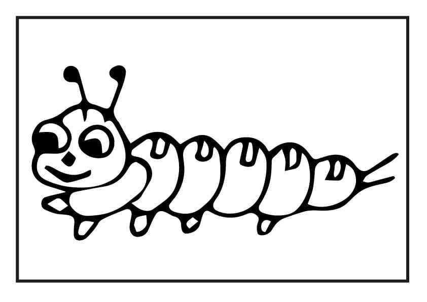 A Multi-legged Insect