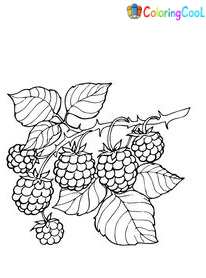 Blackberries Coloring Pages