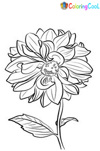 Dahlia Coloring Pages