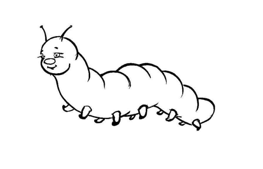 Insect larva From The Order Lepidoptera