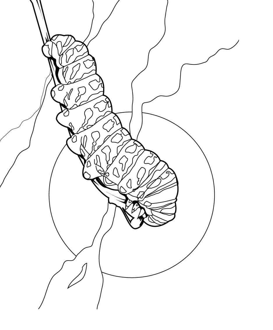 Larval Stage Of A Butterfly Coloring Page