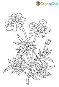 Marigold Coloring Pages