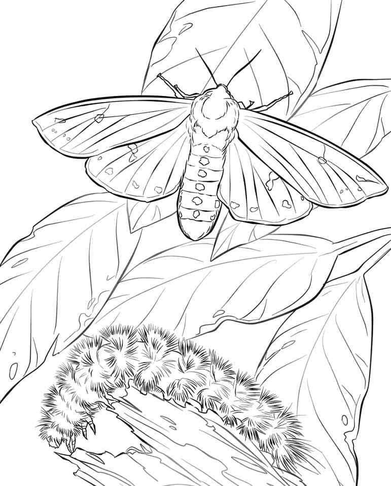 Insects Appear In June Coloring Page
