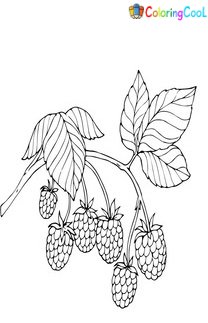 Raspberry Coloring Pages