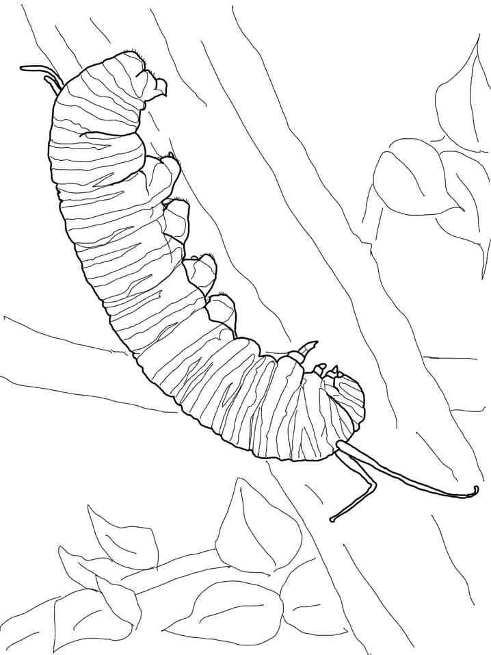 The Caterpillar Can Be Found Coloring Page