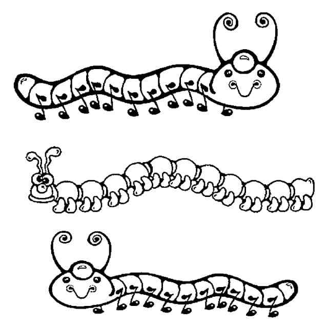 Various Types Of Caterpillars Coloring Page