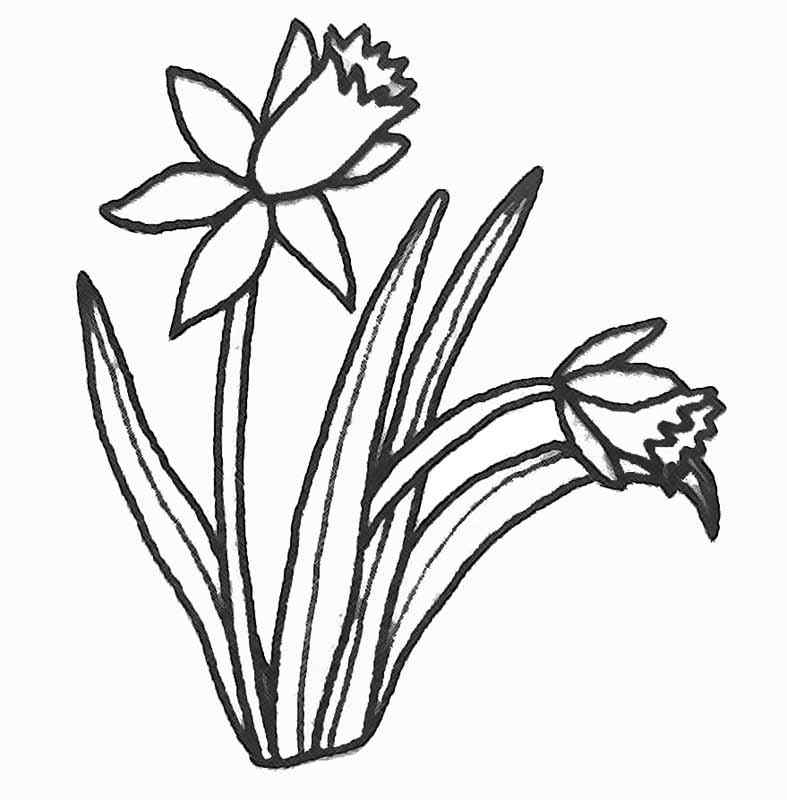 Blooming Tulips Coloring Page