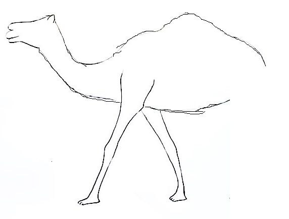 camel step3