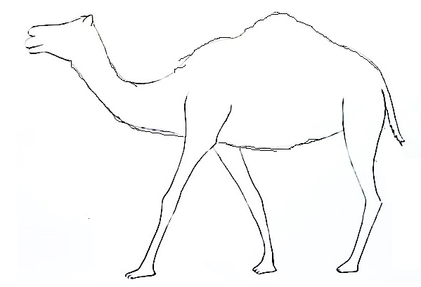 camel step4
