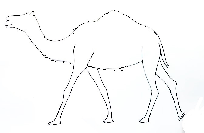 camel step5