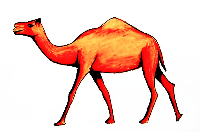 How To Draw A Camel - The Details Instructions 7 camel step6