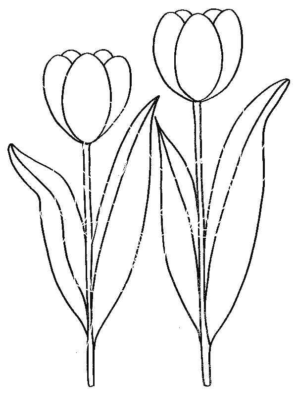 New Amazing Tulip For Kids Coloring Page