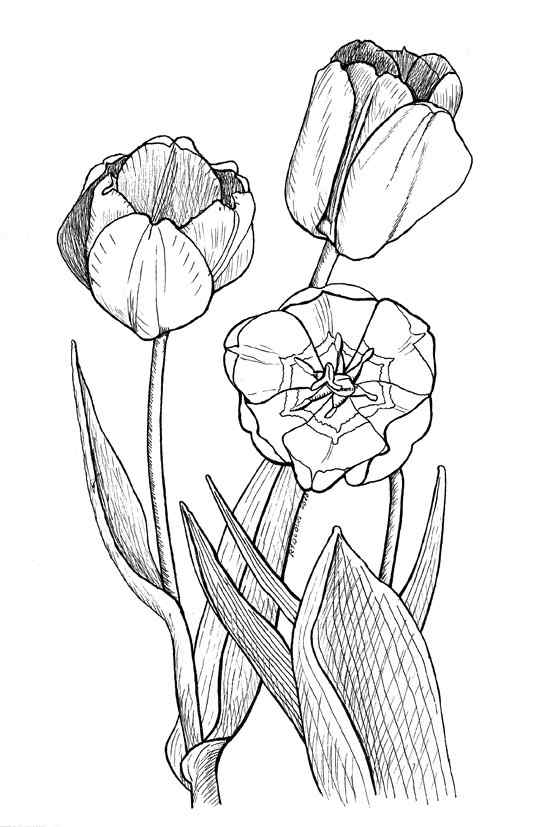New Printable Tulip For You