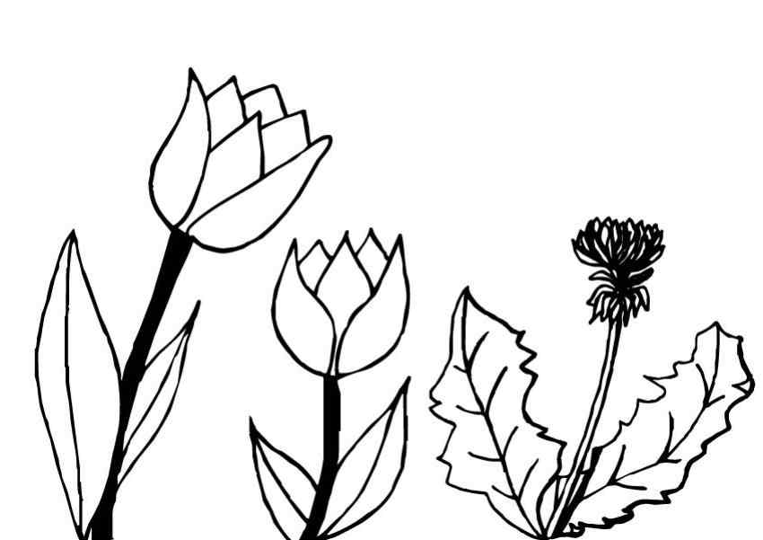 New Printable Tulip Coloring Page