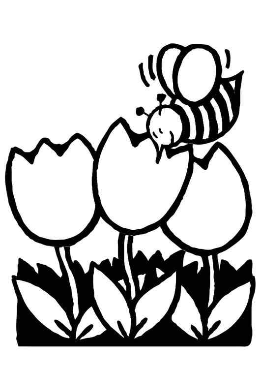 Tulip And Bee Coloring Page