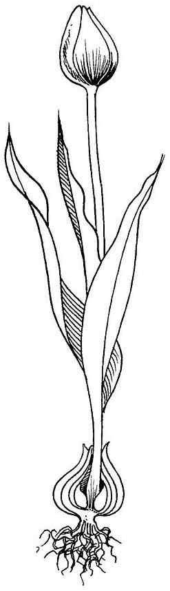 Tulip Tree Coloring Page