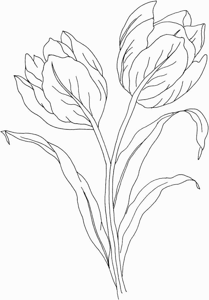 Tulip With Leaves