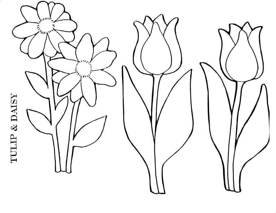 Daisy And Tulip Coloring Page