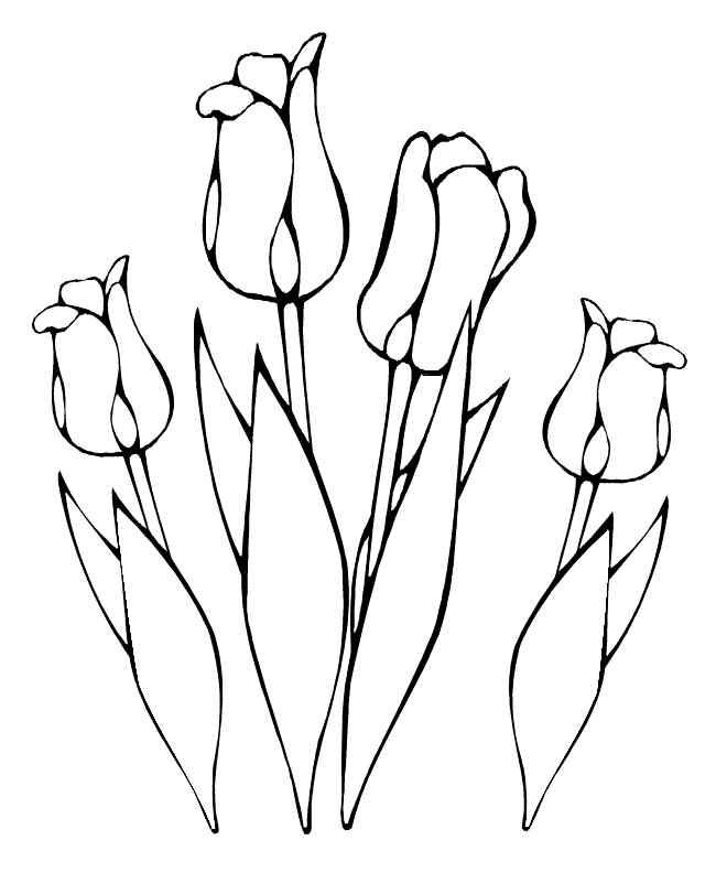 Four Nice Tulip Coloring Page