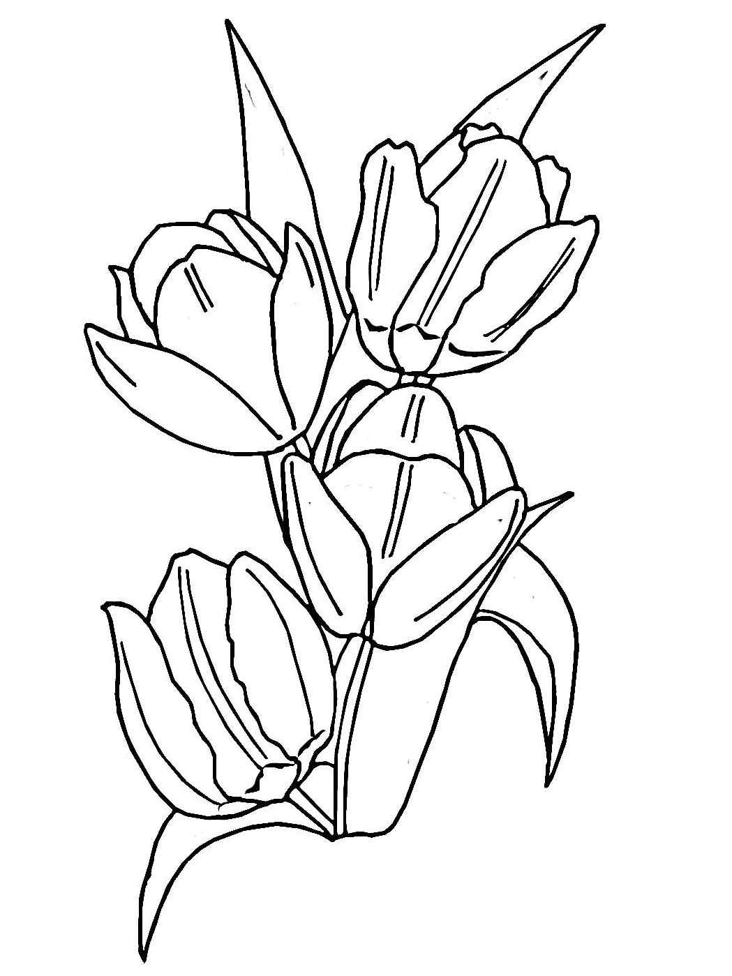 Four Tulip Coloring Page