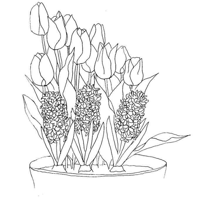 Multi Tulip In Pot Coloring Page