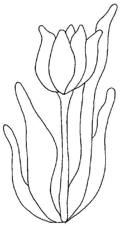 New Beautiful Tulip Coloring Page