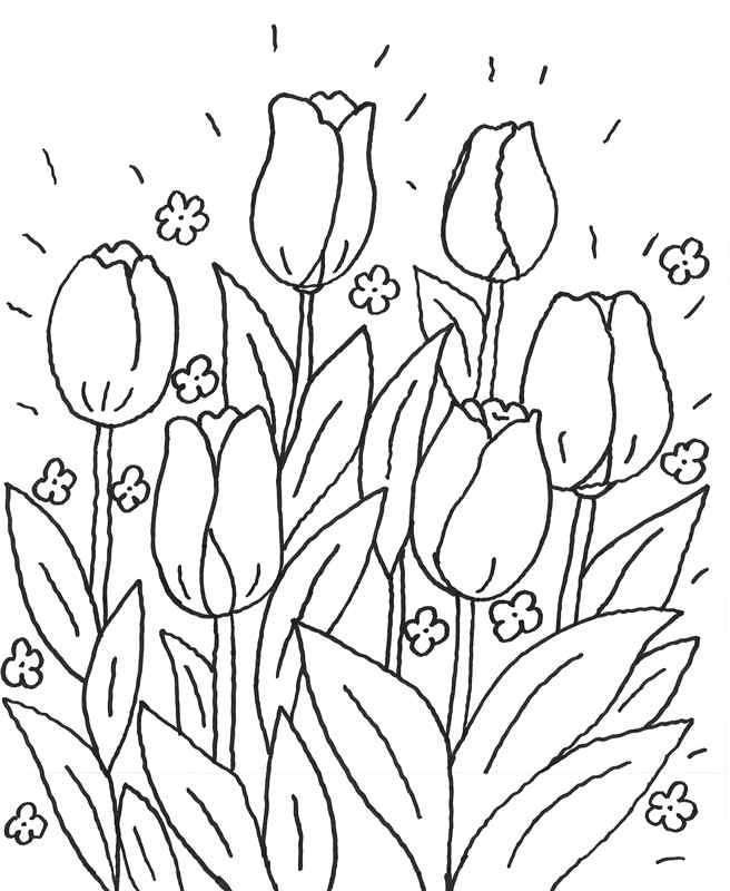 New Multi Tulips Coloring Page
