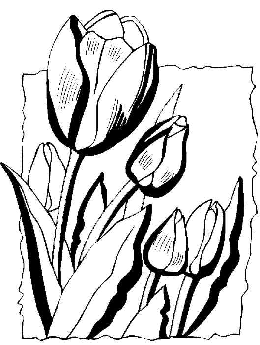 New Tulip For The Kids Coloring Page