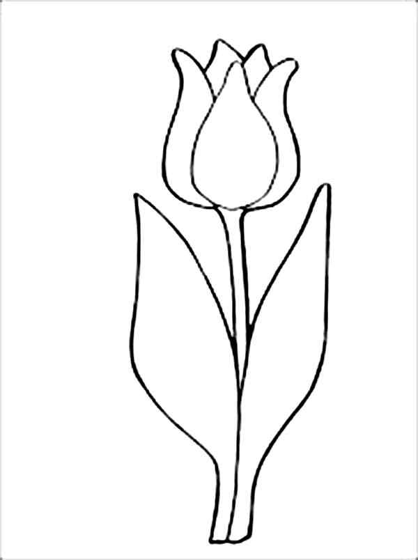 Nice Tulip For Kids Coloring Page