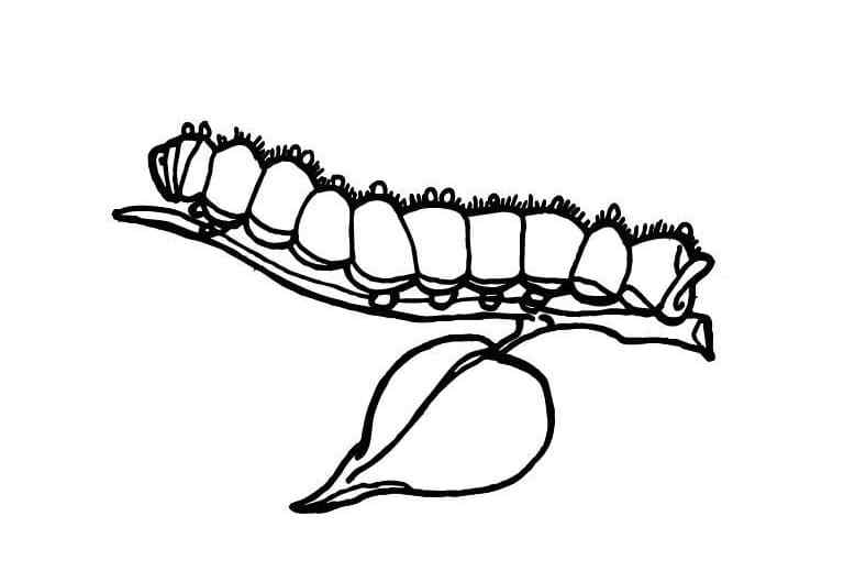 An Amazing Insect Coloring Page