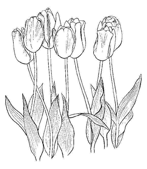 Six Tulip Coloring Page