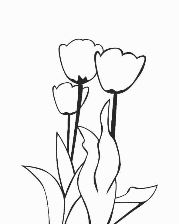 Three Beautiful Tulips Coloring Page