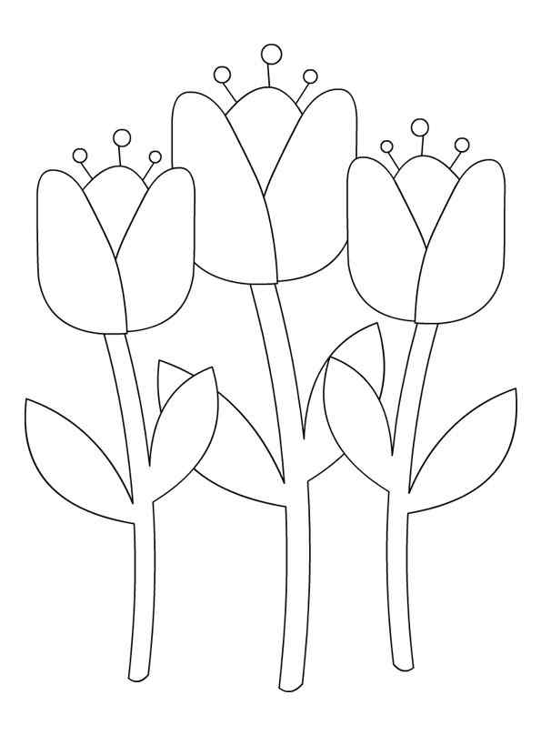 Three Smile Tulip