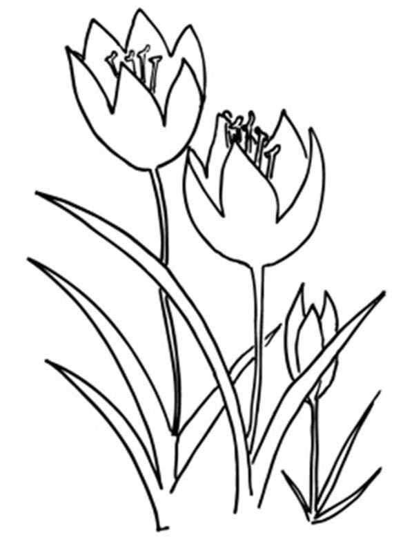 Three Tulip And Leaves Coloring Page