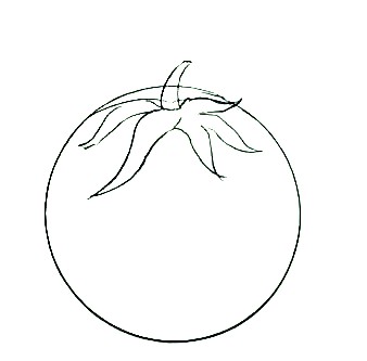 How To Draw A Tomato - The Details Instructions 5 tomato step4