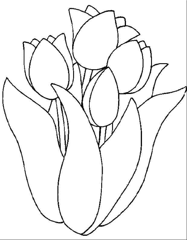 Tulip In Lotus