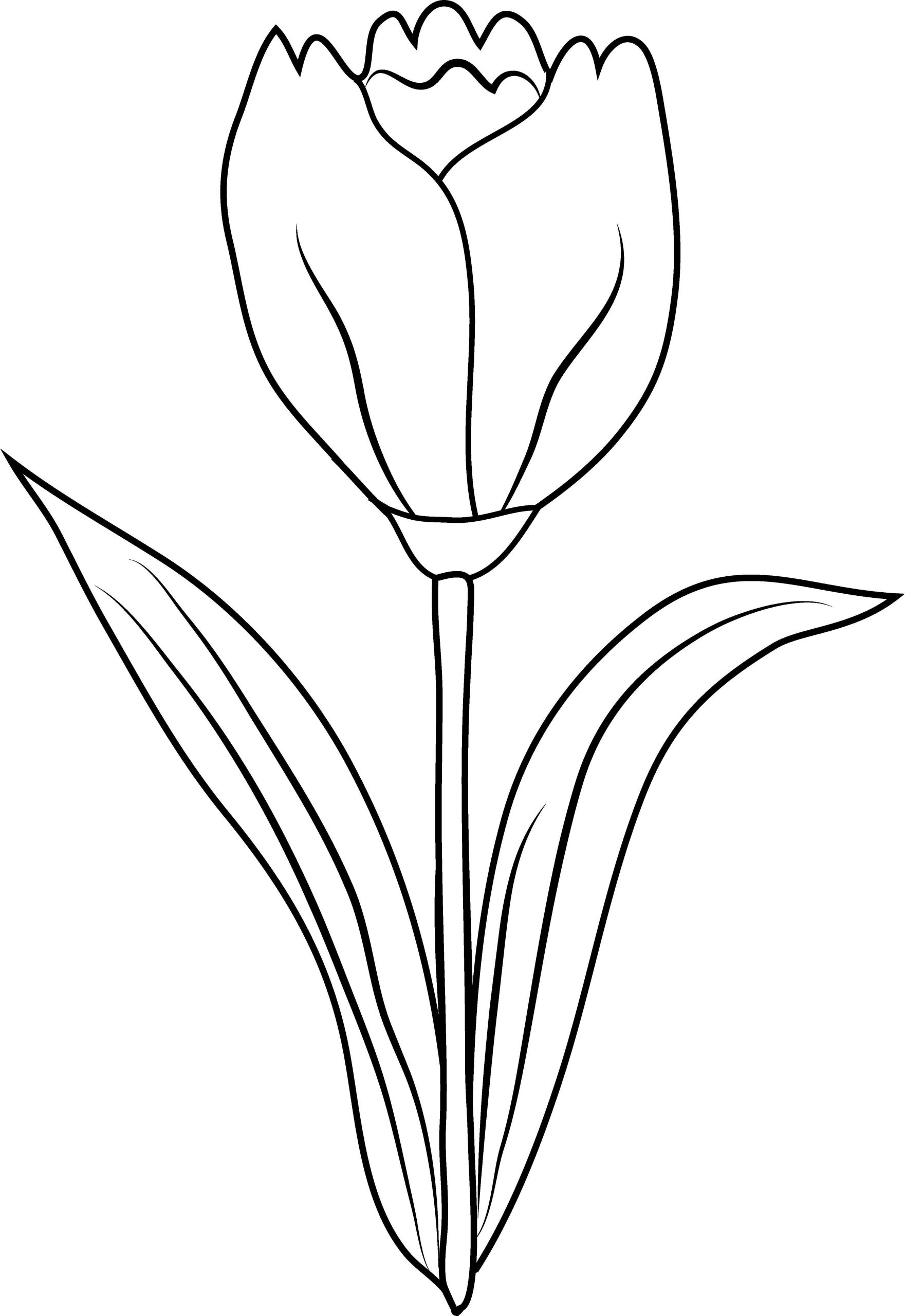 Tulip With Two Leaves