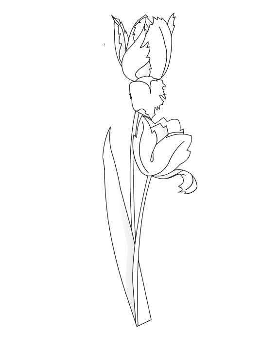 Two Nice Tulips Coloring Page