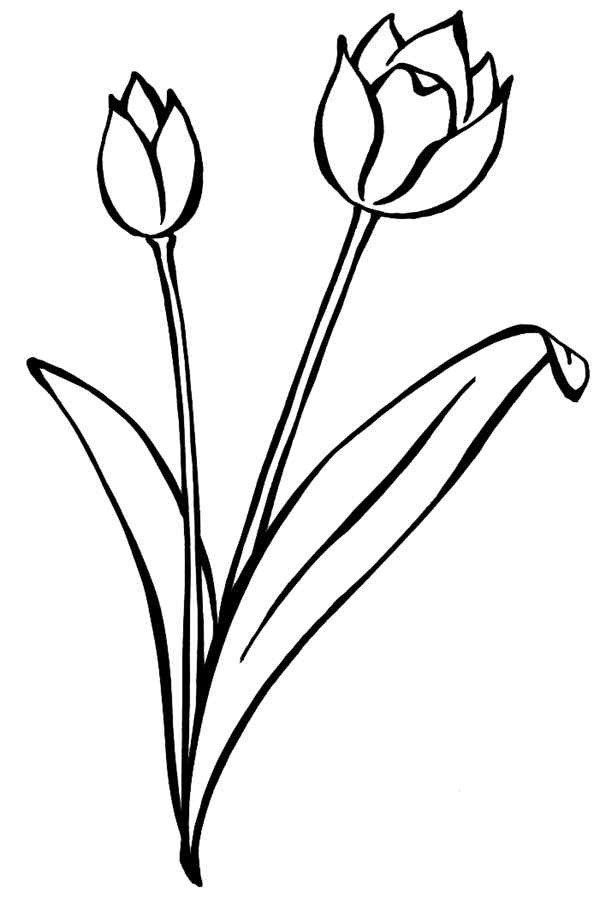 Two Tulips Coloring Page