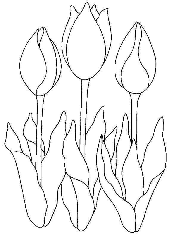 Very Nice With Three Tulips Coloring Page