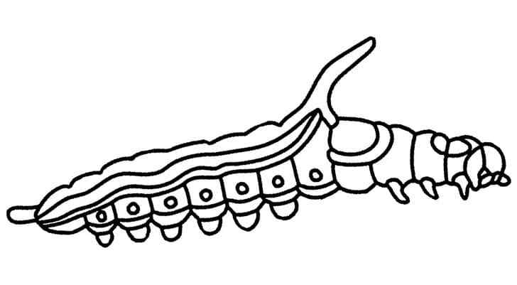 Worm Shaped Insect Coloring Page