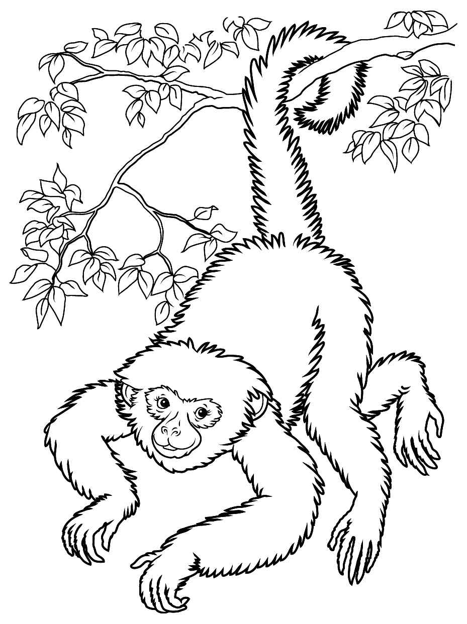 Simple monkeys For Kid Coloring Page
