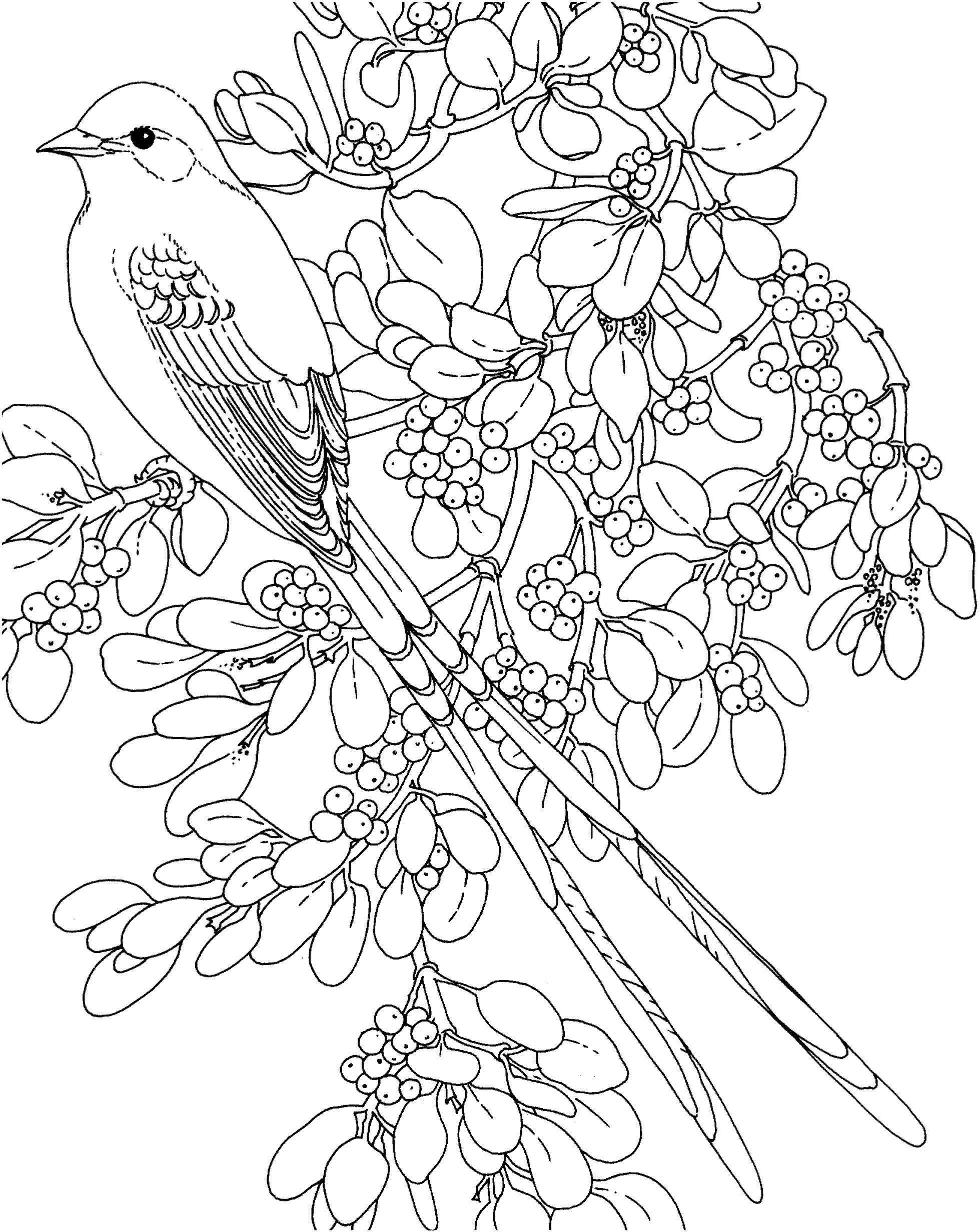 Mistletoe Christmas And Bird Coloring Page