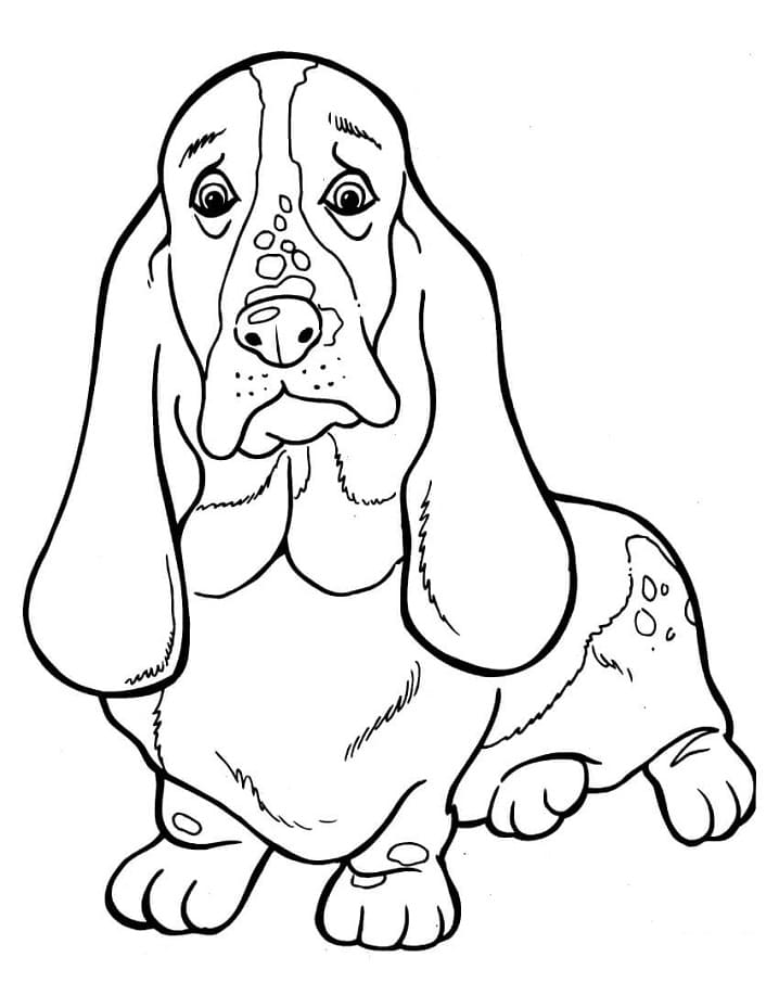 Basset Hound Coloring Pages
