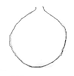 Onion-drawing-1