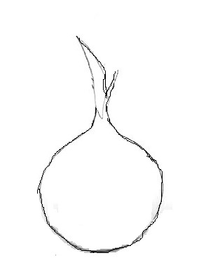 Onion-drawing-2