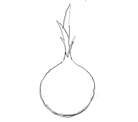 Onion-drawing-3