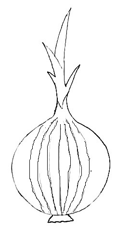 Onion-drawing-5